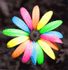 Colorful flower