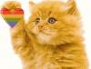 Cat Heart