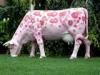pink cow