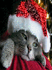 christmas santa cat