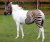 HORSES