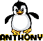 Anthony - Penguin