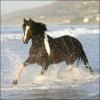 Beach Horse
