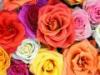 Multi Color Roses