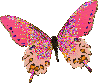 Pink leaf butterfly