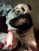 friends - panda cub and human