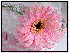 Large pink daisy
