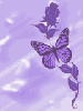 butterflys 