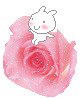 bunny on a rose