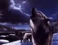 black wolf #2