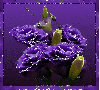 Purple Roses Tag