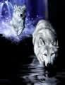 wolf drinking water