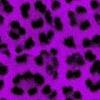 purple leopard 