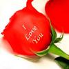i love u >>>red rose