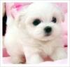 cute white puppy