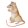 rat/eating