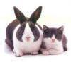 Cat and Bunny