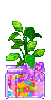 Plant in Candy Jar
