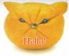 An orange sayin Hello Cat