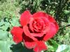 Lovable Red Rose