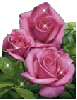 Pink Rose sparkles