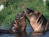 hippos in love