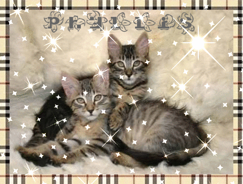two kittens