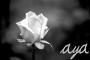 white rose - aya