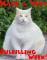 Fat White Cat- Have A Very Fulfilling Week!