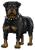 bulldog negro y marrÃ³n con los ojos rojos