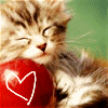 cat and red apple