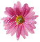 Ky'briell-pink flower