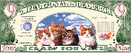 9 dollar bill cats