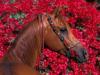horse flowers