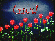 Gied-Flowers