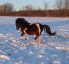 Pony running though snow