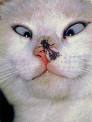 Fly on cats nose
