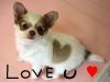 kawaii puppy *love u*