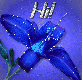hi blue flower
