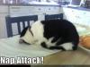 nap attack