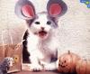 mouse kitty