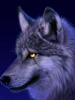 Wolf ^^