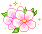 pink tiny flowers