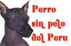 Perro sin pelo del Peru