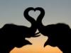 Two Elephants kissing