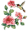 humingbird and roses