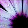 Purple Flower with Raindrops
