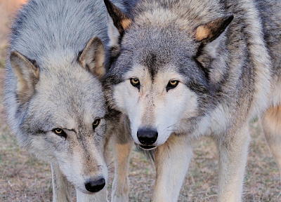 Wolf Love