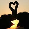 elephants heart