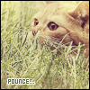 pounce kitty